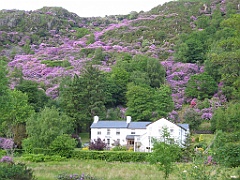 Pays de Galles 061 - Beddgelert